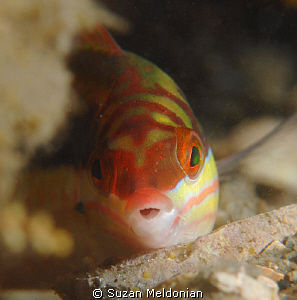 Clown Wrasse juvenile by Suzan Meldonian 